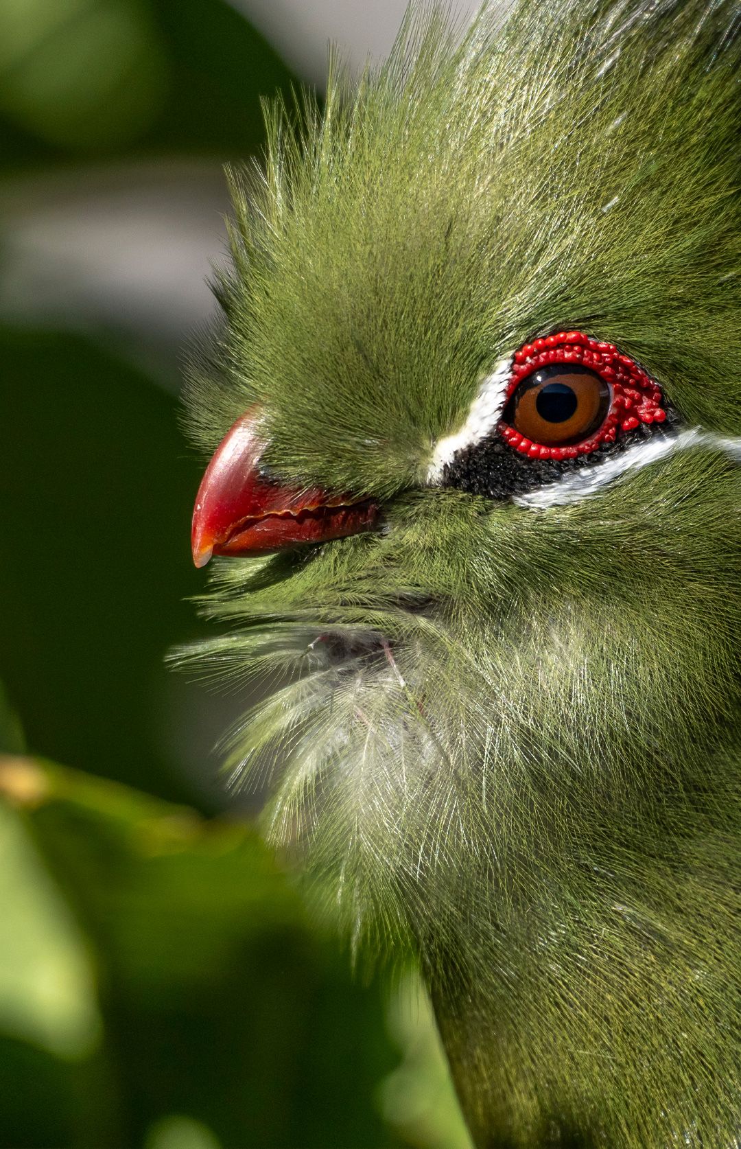 Zoo das Aves - Expedição VIP