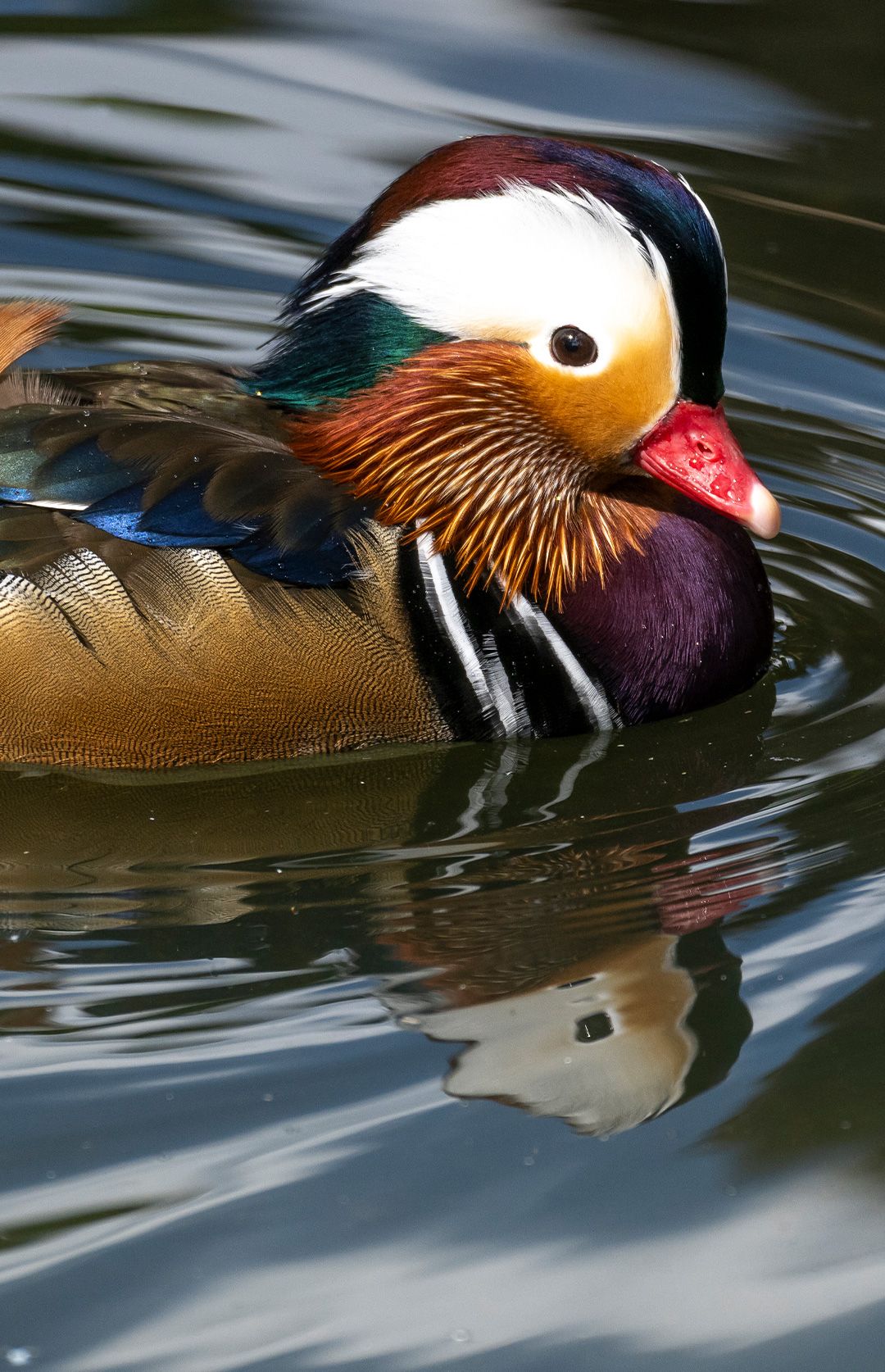 Zoo das Aves 